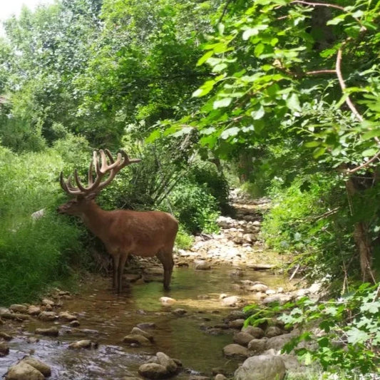 01-08 settembre 2024 | Trekking nel Parco Nazionale d’Abruzzo